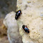 beetle