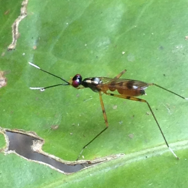 Stiltlegged Fly Project Noah