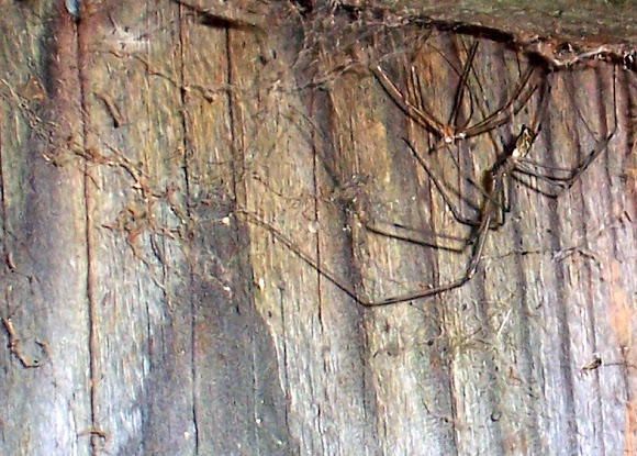 Spotting Image 1