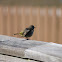 Palm Warbler