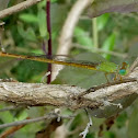 Coromandel Marsh Dart
