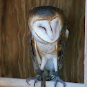 Barn Owl