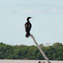 Neotropic Cormorant