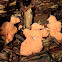 Tubifera ferruginosa