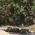 Rhinos