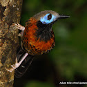 Ocellated Antbird
