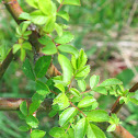Multiflora rose