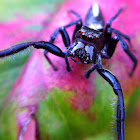 Biting Jumping Spider