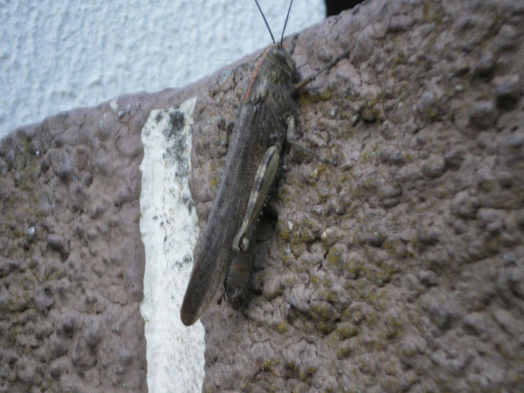 Spotting Image 1