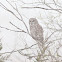Barred Owl