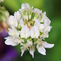 White Clover