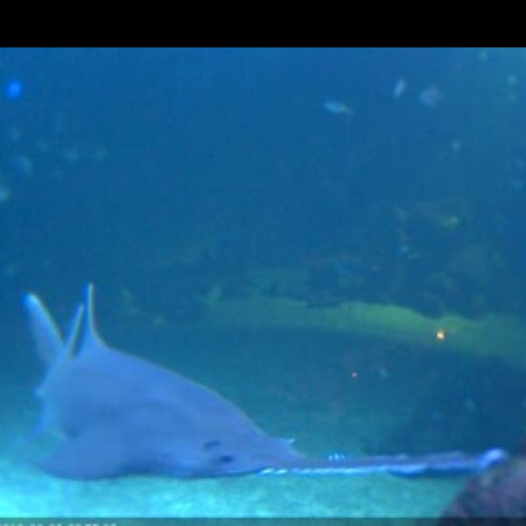 Long Nose Saw Shark Project Noah