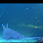 Long Nose Saw Shark