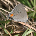 Gray Hairstreak