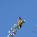 Western Blue Bird