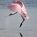 Roseate Spoonbill