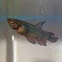 Siamese Fighting Fish or Betta