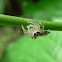 Two Striped Telamonia Spider