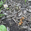 young & mature Coprinus cf plicatilis (2 of 2)