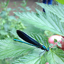Beautiful Demoiselle