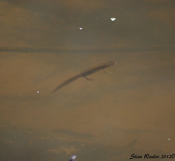 Spotting Image 1