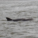 Bottlenose Dolphin