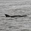 Bottlenose Dolphin