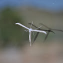 Plume moth
