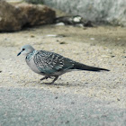Spotted Dove