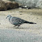 Spotted Dove