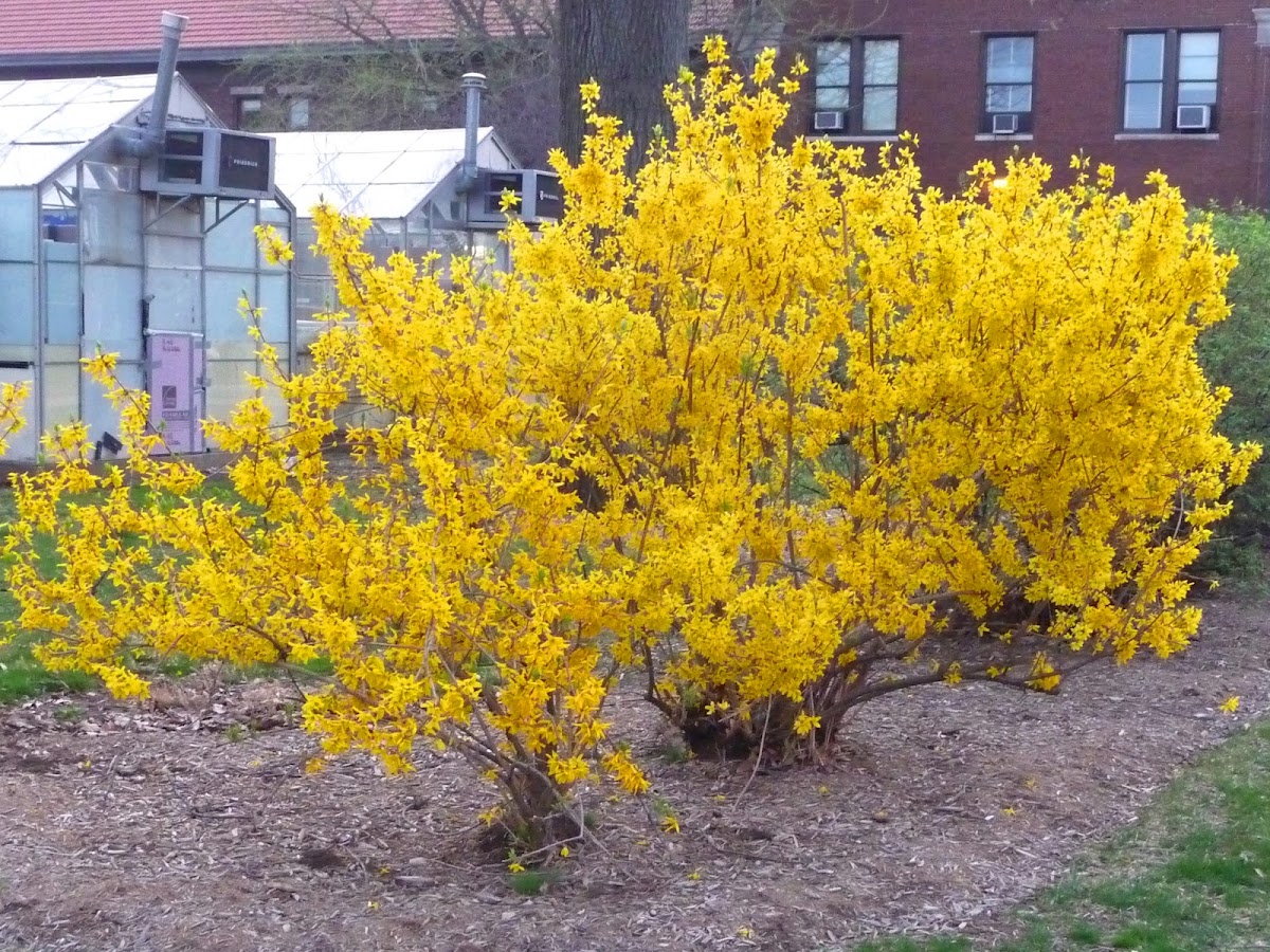 forsythia