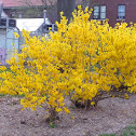 forsythia