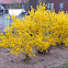 forsythia