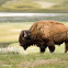 American Bison (Buffalo)