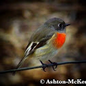 Scarlet Robin (female)