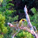 Yellow Throated Toucan 