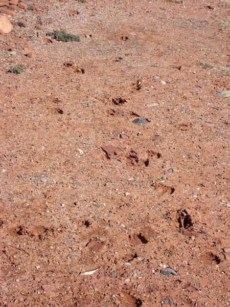 Javelina Tracks | Project Noah