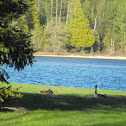 Canadian Geese