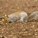 Grey squirrel