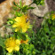 Honey bee