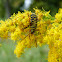 Locust Borer