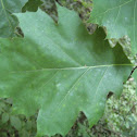 Oak Tree