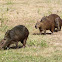 Capybara