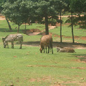 Plains Zebra