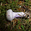 Cortinarius