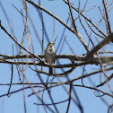 Song Sparrow