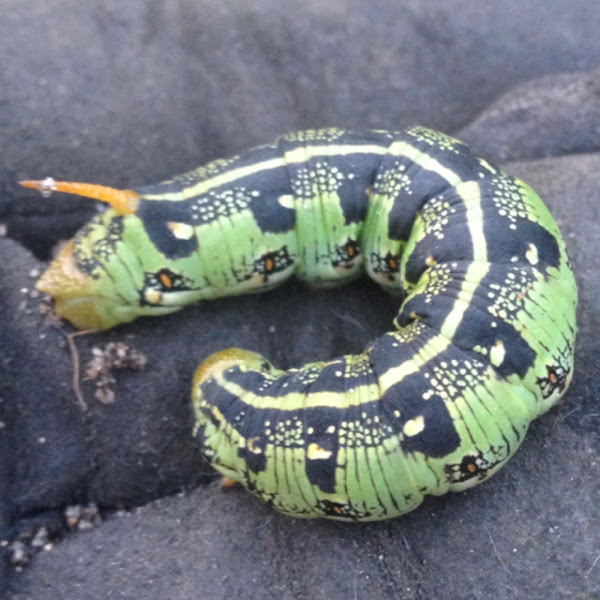 Whitelined sphinx moth (caterpillar) Project Noah