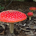 Fly agaric