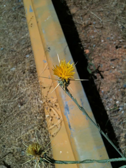 Spotting Image 1