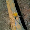Yellow Starthistle